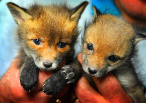 JPCT 110413 S13160080x Children attending Sussex Wildlife Trust's Small n Furry Easter Holiday club met some rescued fox cubs -photo by Steve Cobb