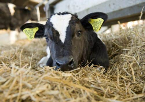 One day old calf photo. Picture courtesy Caroline's Dairy