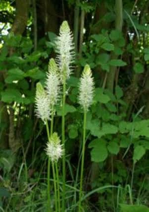 spiked rampion