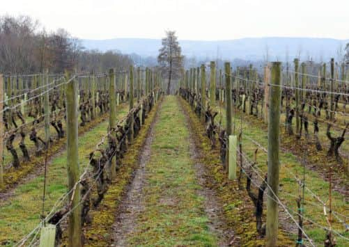 JPCT 250213 etc magazine feature - Nyetimber Vineyard, Gay Street, Pulborough. Photo by Derek Martin