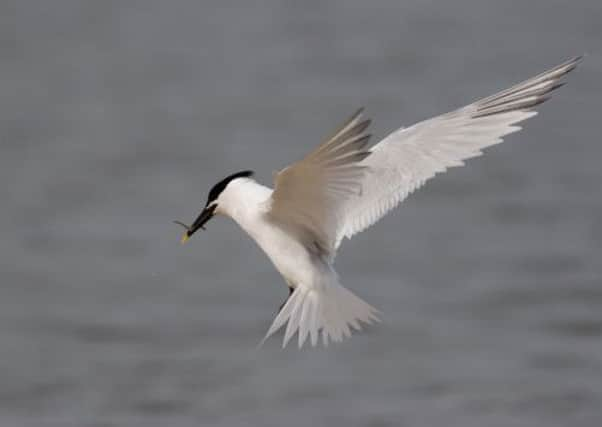 Tern