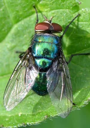 Blowfly