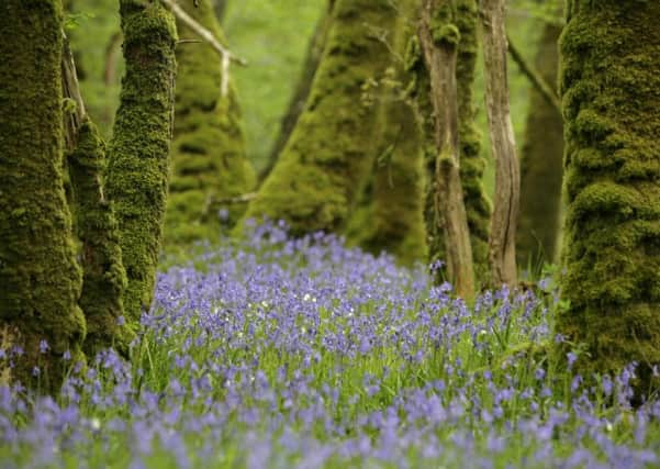 Woods decline