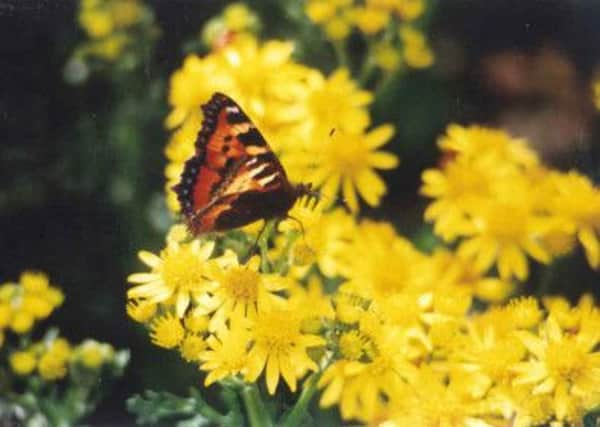 Small tortoiseshell butterfly