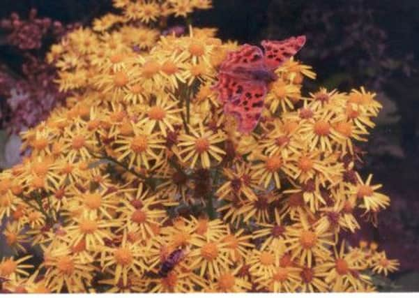 Ragwort.