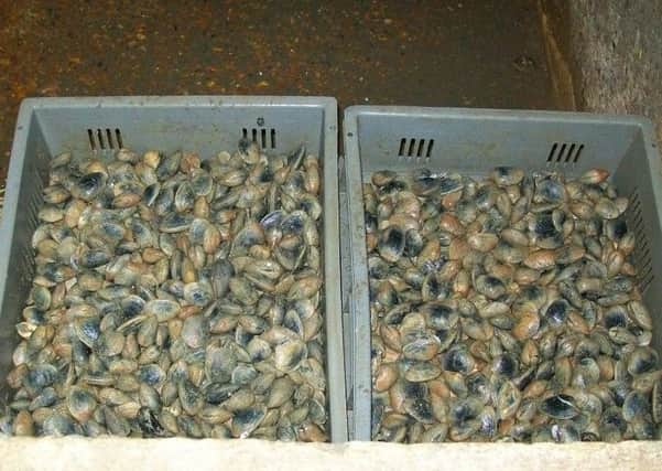 Evidence used to quash the appeal included this photo of the shellfish harvest from the beach in Littlehampton