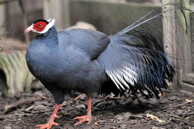 jpco-9-10-13  Tilgate Nature Centre - Animal Magic - Blue Eard Pheasant (Pic by Jon Rigby)