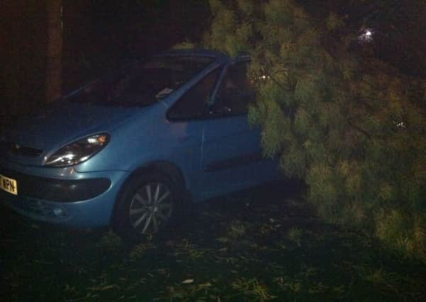 Tree brought down in St Jude's storm