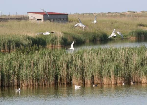 Harbour Reserve