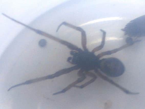 False widow spider