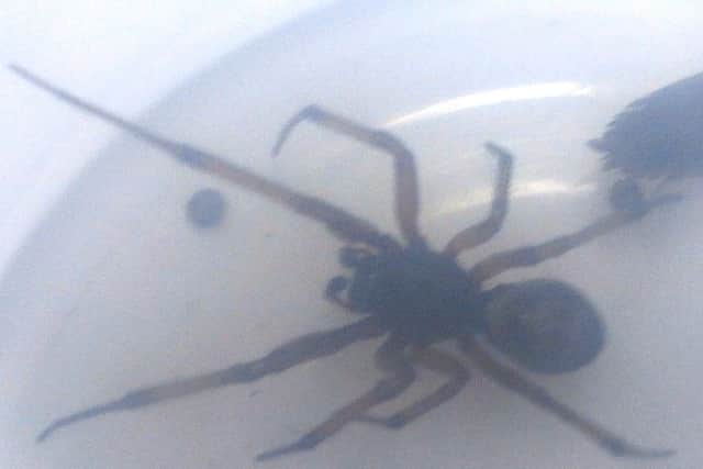 False widow spider