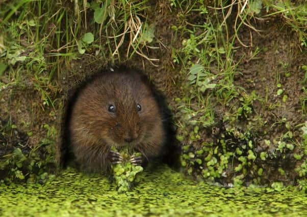 Water Vole