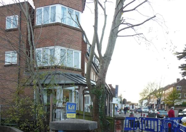 The large tree by the bridge, that will ahve a root removed