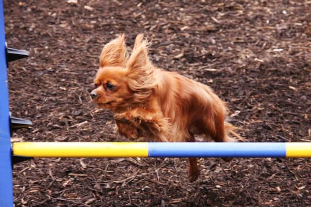 Barney, who will compete in the World Agility Open Championships 2014