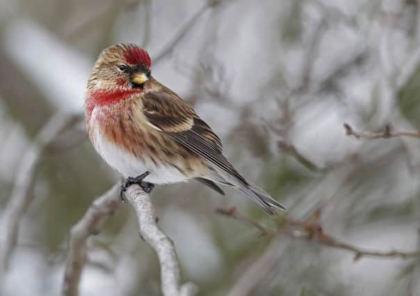 Lesser Redpoll, Warnham. Picture by Robert Horne