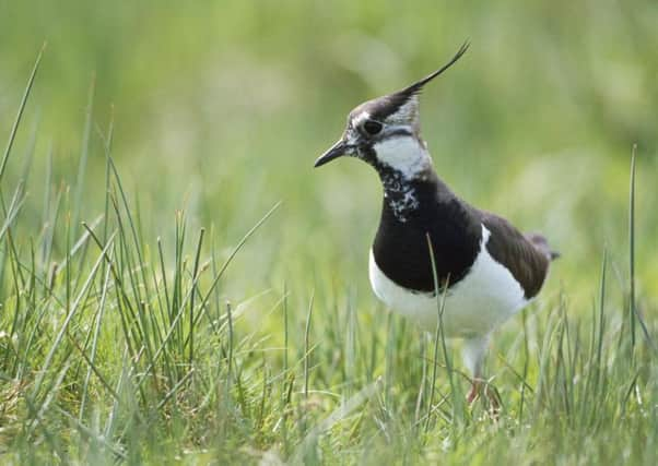 Lapwing