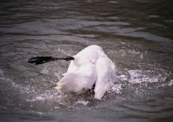 Swan bathing