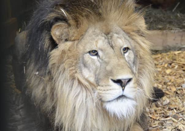 Simba at French circus