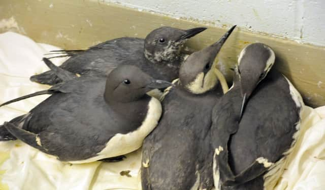 8/2/13- Guillemots being cleaned at the Mallydams RSPCA Centre, Fairlight