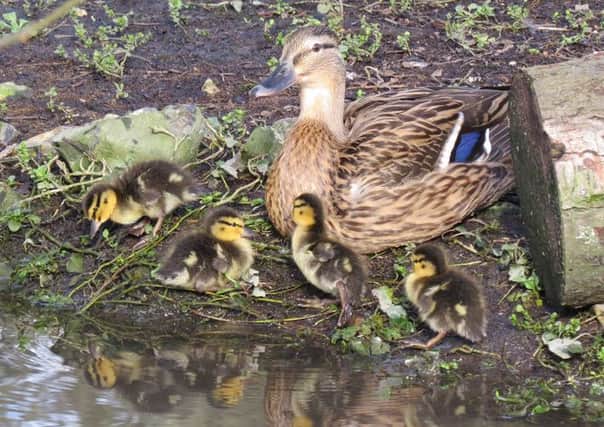 The first family of mallard ducklings at WWT Arundel Wetland Centre have hatched out SUS-140403-120548001