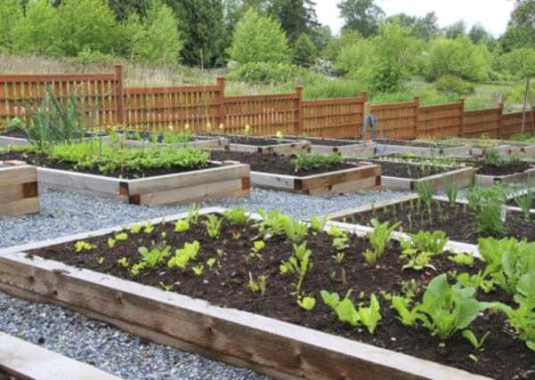 Community vegetable garden