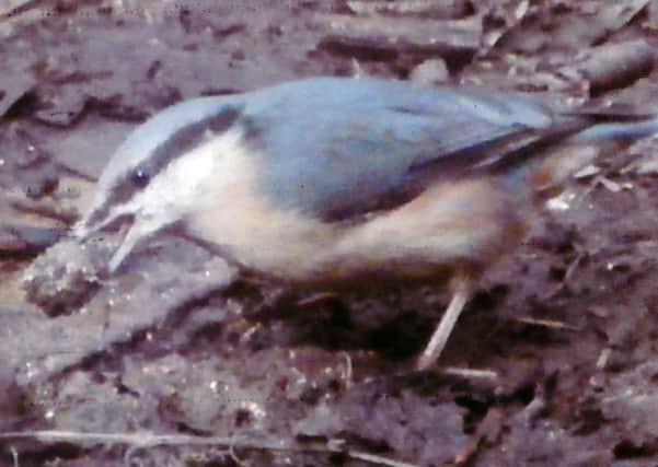 Nuthatch at work SUS-140331-092740001