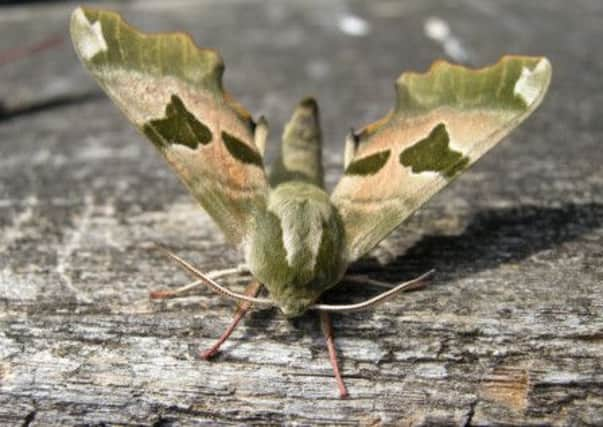 A lime hawkmoth SUS-140513-143954001