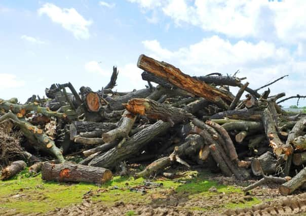 The mass of trees chopped down by the A259 near Rustington