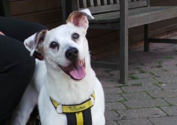 Crossbreed Milo loves to snuggle up in a big, soft bed