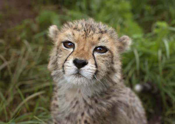 Cheetah in Ethiopia © T Grobet SUS-140606-103805001