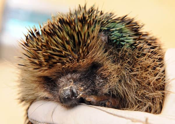 JPCT 100614 S14242130x Rangers Lodge Wildlife Rescue and Rehabilitation Centre, Colgate. Injured hedgehog -photo by Steve Cobb SUS-141006-161417001