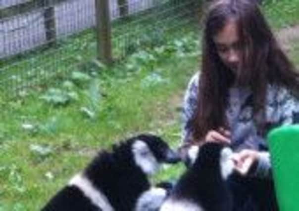 Feeding the lemurs