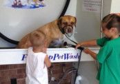 Instant self service dog wash comes to Haywards Heath