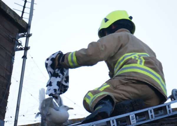 Preparing to rescue the trapped bird