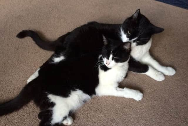 Domino (front) being cleaned by Arby after the pair were reunited