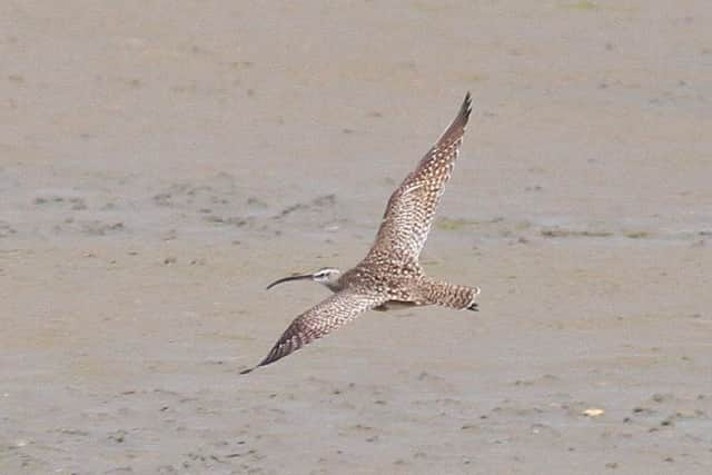 The Hudsonian Whimbrel at Pagham Harbour. Picture by Jake Gearty