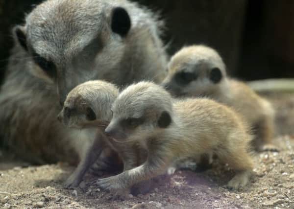 The baby meerkats