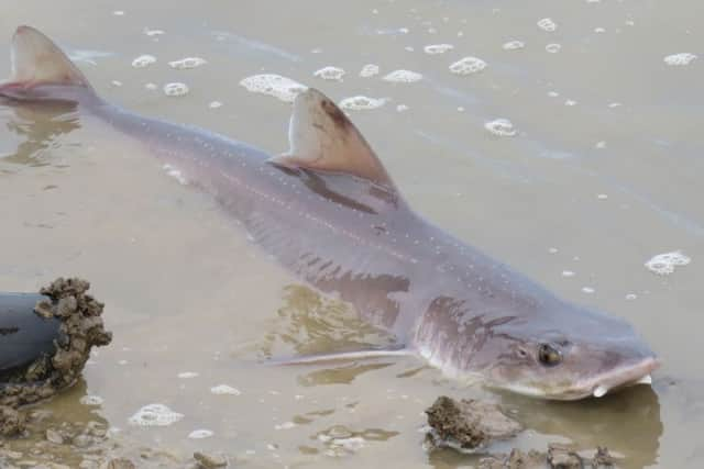 Sharks near Selsey