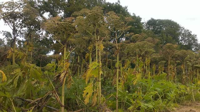 Giant Hogweed at Loxwood