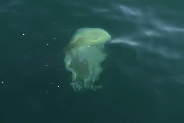 Hundreds of jellyfish were spotted just a couple of miles from the Littlehampton coastline