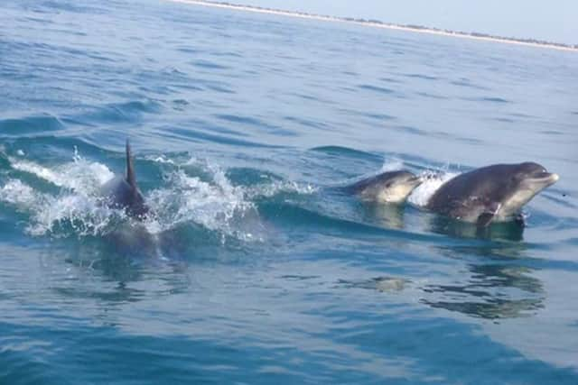 The animals were playing in the water alongside the boats for almost 30 minutes