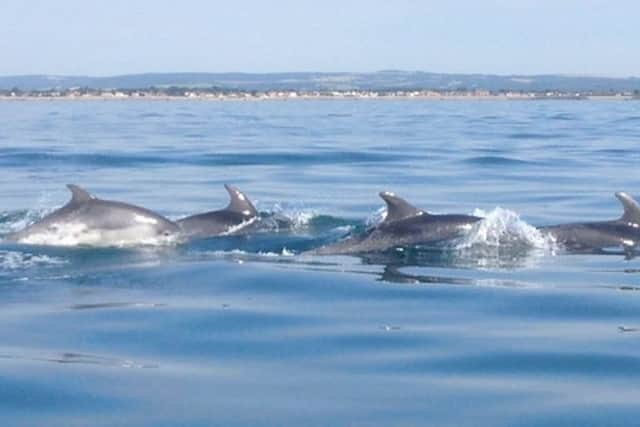 There was a pod of between 30 and 40 spotted a mile off the coast