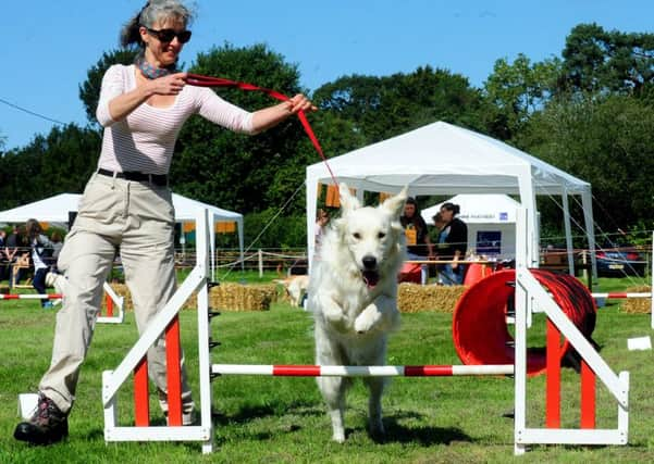 ks1500426-8  Mid Canine Capers   
Nicole Cherton Sutton testing out the agility course with her dog..ks1500426-8 SUS-150609-221037008