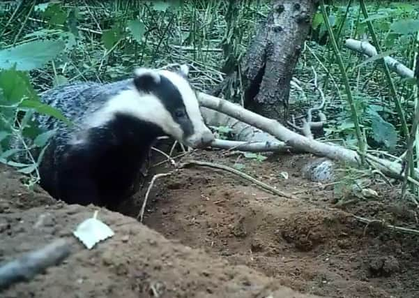 badger