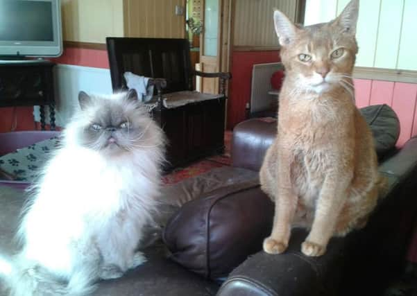 Whisper, left, the Yapton cat reported stolen on September 22 SUS-150928-145929001