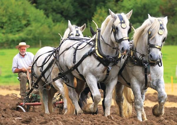 Robert Sampson and his Percheron horses ploughing at the Weald & Downland Autumn Countryside Show SUS-150710-110758001