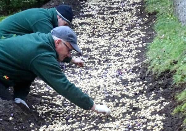 Planting bulbs at Arundel Castle SUS-151125-110212001