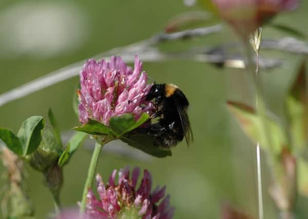 EMBARGOED TO 1001 MONDAY SEPTEMBER 7

Undated handout photo issued by Natural England of a short-haired bumblebee which is to be reintroduced to Britain after becoming extinct in 2000. PRESS ASSOCIATION Photo. Issue date: Monday September 7, 2009. It became extinct in this country in 2000, and Natural England, the Bumblebee Conservation Trust (BBCT), the RSPB and bee charity Hymettus, have launched a scheme to bring the species home. See PA story ENVIRONMENT Bees. Photo credit should read: Natural England/PA Wire B31727921252163022A