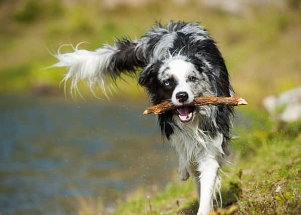 Perils of throwing sticks highlighted