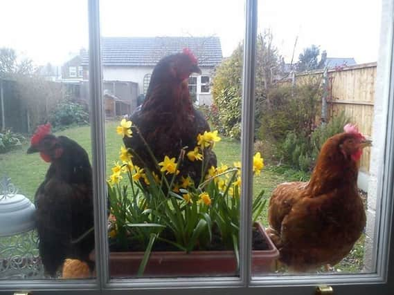 Retirement ... once their commercial laying days are over, homes are needed for chickens to enjoy the rest of their natural lives